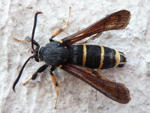 Réf. 206 060 : Paranthrene tabaniformis